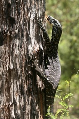 Goanna